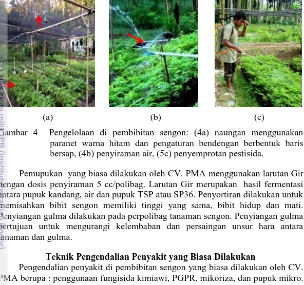 Gambar  4    Pengelolaan  di  pembibitan  sengon:  (4a)  naungan  menggunakan   paranet  warna  hitam  dan  pengaturan  bendengan  berbentuk  baris  bersap, (4b) penyiraman air, (5c) penyemprotan pestisida