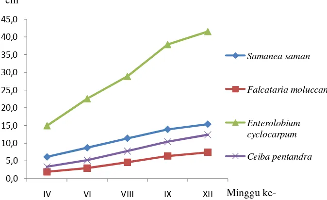 Gambar 13 Tinggi rata-rata tanaman trembesi (          S. saman), sengon (F. moluccana), sengon buto (E