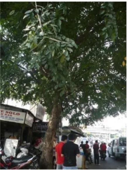 Gambar 22. Foto Salah Satu Pohon di Jalan Palmerah Utara 