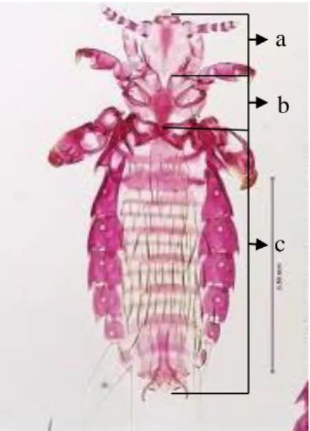 Gambar  1    Morfologi  Hoplopleura  pacifica  (ventral),  (a)  kepala,  (b)  toraks,         (c) abdomen (Emerson 2002)