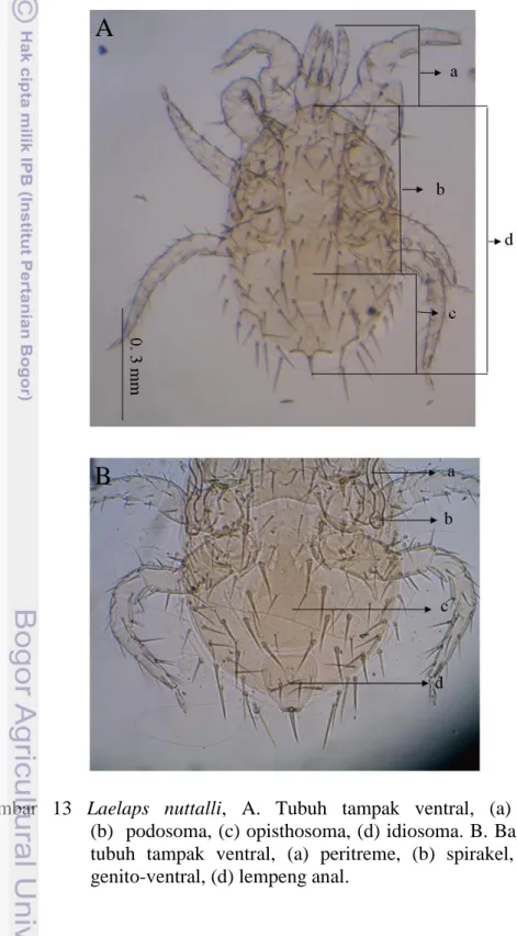 Gambar  13  Laelaps  nuttalli,  A.  Tubuh  tampak  ventral,  (a)  gnathosoma,               (b)  podosoma, (c) opisthosoma, (d) idiosoma