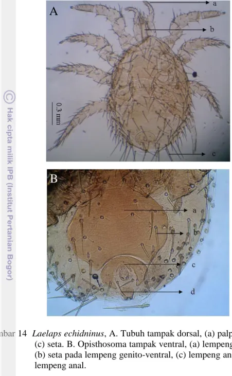 Gambar 14  Laelaps echidninus, A. Tubuh tampak dorsal, (a) palpus, (b) kelisera,  (c) seta