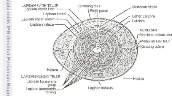 Gambar 1. Struktur Bagian-Bagian Telur (Romanoff dan Romanoff, 1963) 