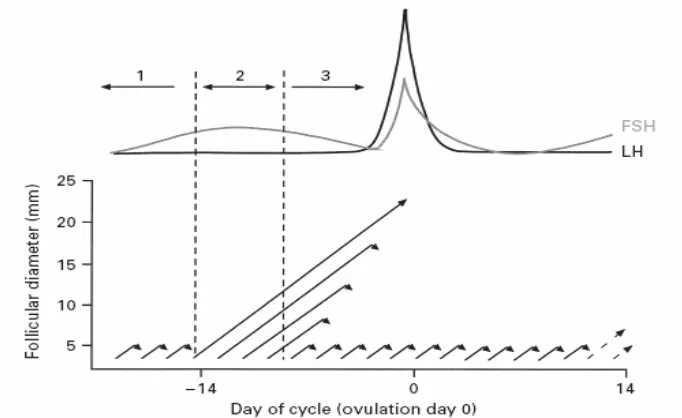Gambar 5. Hubungan siklus ovulasi dengan diameter folikel antral ovarium 