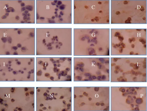 Gambar  4  menunjukkan  bahwa  antibodi  monoklonal  WDSSB5  sebagai  antibodi  primer  mampu  mengenali  semua  serotipe  virus  Dengue  yang  tampak   pada  sediaan  sel  C6/36  yang  diinfeksi  virus  Dengue  1,  2,  3,  4  yang  diinkubasi  1-4  hari  