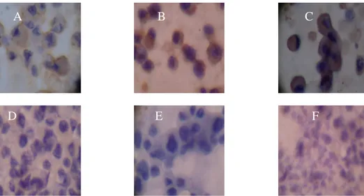 Gambar  8.  Foto  mikroskopis  perbesaran  100x10  sediaan  imunositokimia  SBPC  sel  C6/36  yang  diinokulasi serum pasien positif virus Dengue memperlihatkan reaksi positif terlihat sitoplasma sel  berwarna coklat