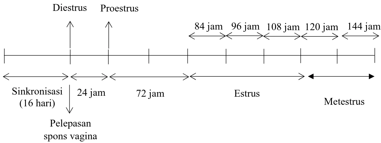 Ilustrasi 1. Perkiraan Fase Estrus Rusa Timor Betina Sinkronisasi (16 hari) Diestrus Estrus Proestrus 24 jam 72 jam 