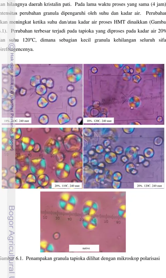 Gambar 6.1.  Penampakan granula tapioka dilihat dengan mikroskop polarisasi  