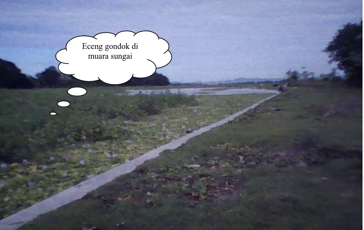 Gambar   4.1   : Pertumbuhan Eceng Gondok Waduk Batujai di Muara Sungai 