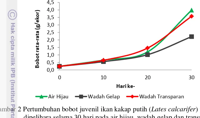 Gambar 3 Panjang rata-rata juvenil ikan kakap putih ( Lates calcarifer) yang 