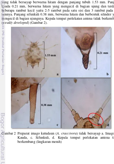 Gambar 2  Preparat imago kutudaun (A. craccivora) tidak bersayap a. Imago, b. 