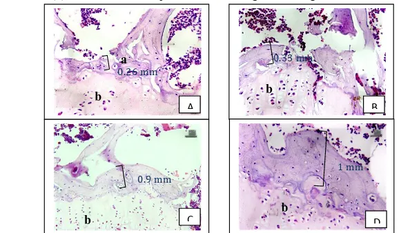 Gambar  1.  Gambaran  histopatologi  dari  caput  humeri  pada  daerah  epifisis  dan  trabekula  (Perbesaran 400x) dengan skala 50 μm