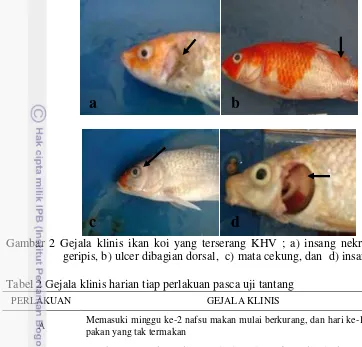 Gambar 2 Gejala klinis ikan koi yang terserang KHV ; a) insang nekrosis dan 