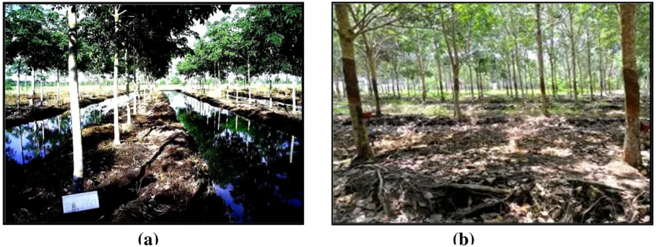 Gambar  3.  Keragaan  tanaman  karet  di  lahan  pasang  surut  pada  saat  air  pasang  (a)  dan  Pertumbuhan akar lateral karet di lahan pasang surut (b) 