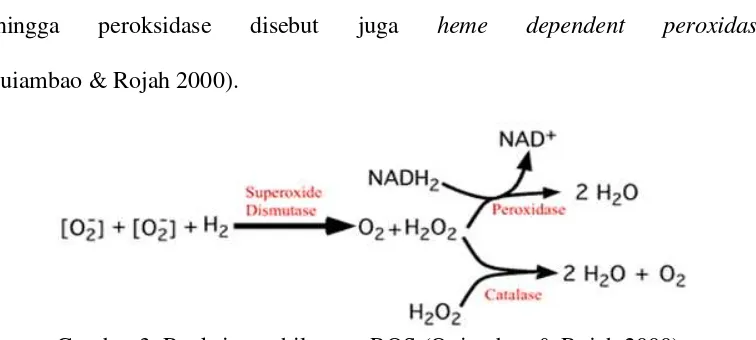 Gambar 3. Reaksi penghilangan ROS (Quiambao & Rojah 2000). 