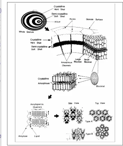 Gambar  3  Struktur internal dan organisasi granula pati (Gallant et al. 1997) 