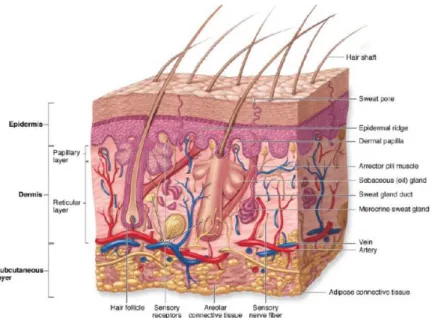 Gambar  3.  Lapisan-lapisan  dan  apendiks  kulit.  Diagram  lapisan  kulit  memperlihatkan  saling  hubung  dan  lokasi  apendiks  dermal  (folikel rambut, kelenjar keringat, dan kelenjar sebasea) (Mescher,  2010)