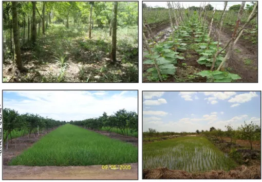 Gambar 2. Keragaan tanaman padi, sayuran, jeruk dan karet yang diusahakan petani pada  lahan gambut  
