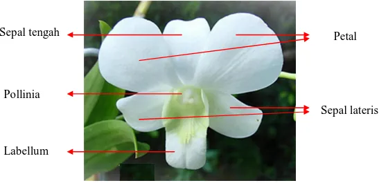 Gambar 1. Bentuk dan Bagian-Bagian Bunga Anggrek Dendrobium 