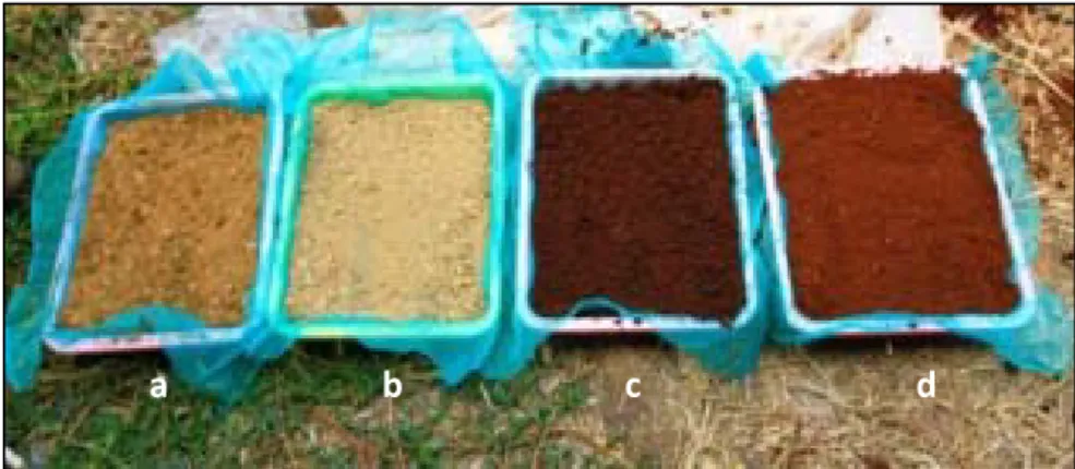 Gambar 11. Media bedeng tabur di pembibitan. a) Kombinasi lumpur dan pasir  50:50; b) Lumpur kering; c) Cocopeat basah, dan; d) Cocopeat kering 