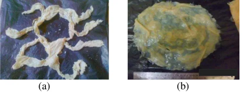 Gambar 2 (a) tentakel ubur-ubur kering (b) payung ubur-ubur kering. 