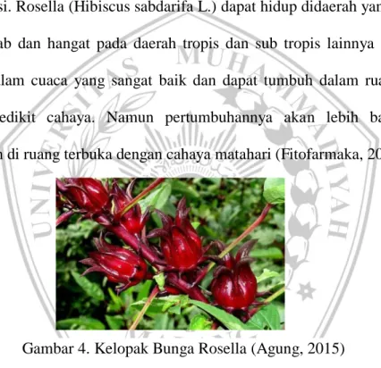 Gambar 4. Kelopak Bunga Rosella (Agung, 2015) 