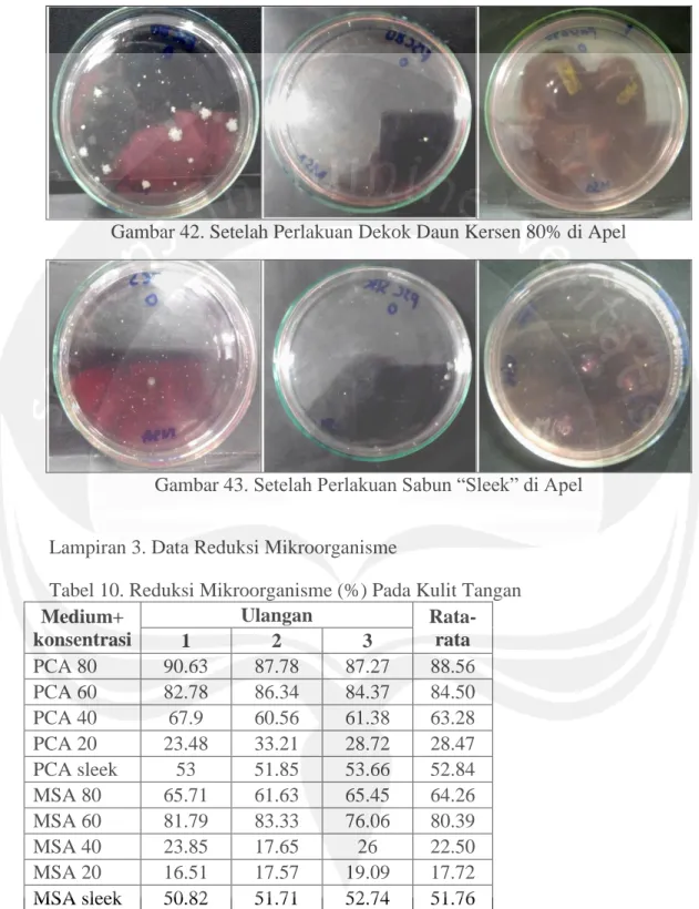Gambar 42. Setelah Perlakuan Dekok Daun Kersen 80% di Apel 