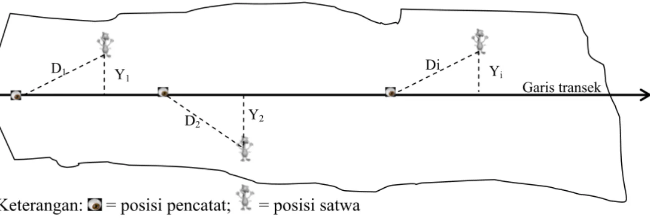 Gambar 4. Disain sederhana metoda line transect untuk pengamatan satwaliar.  