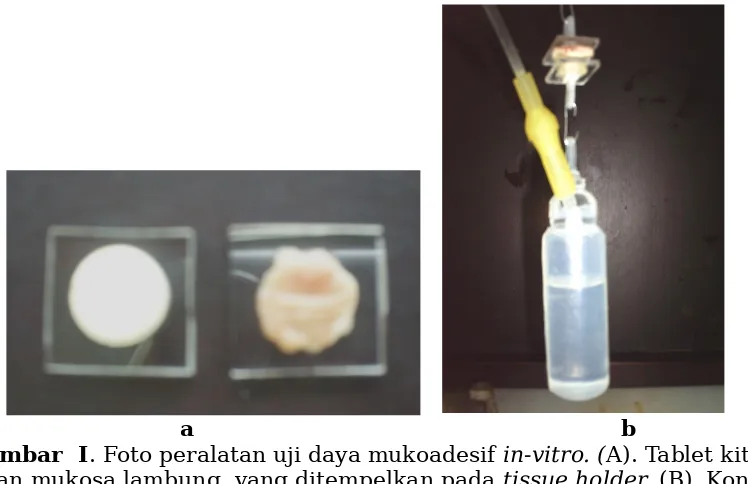 Gambar  I. Foto peralatan uji daya mukoadesif in-vitro. (A). Tablet kitosandan mukosa lambung, yang ditempelkan pada tissue holder, (B)