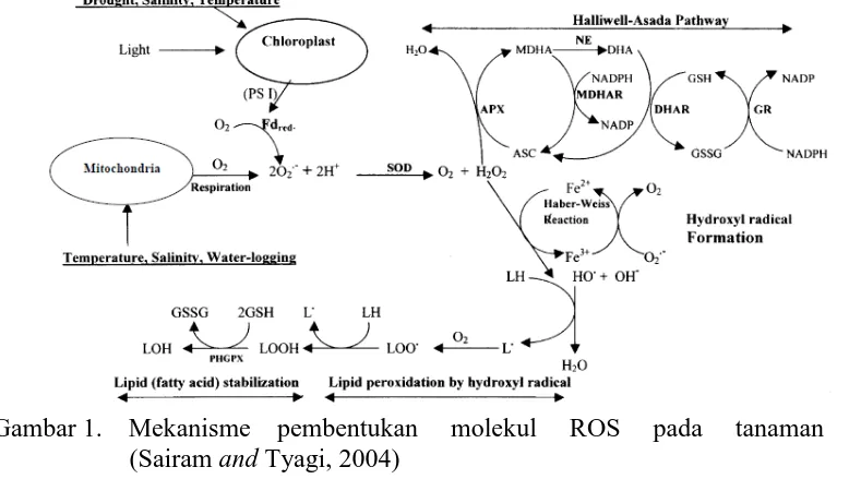 Gambar 1.    Mekanisme    pembentukan     molekul     ROS     pada     tanaman           (Sairam and Tyagi, 2004) 