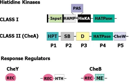 Figure 2. Modular Design of Histidine Kinases and Response Regu-