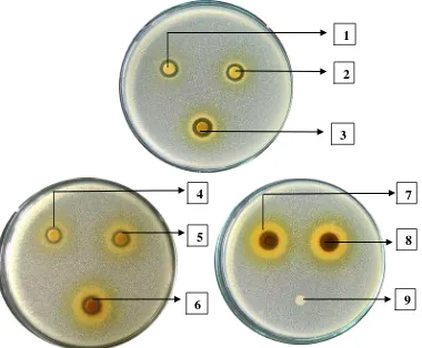 Gambar uji aktivitas antibakteri ekstrak etanol daun mindi terhadap bakteri                      Staphylococcus aureus 