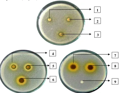 Gambar hasil uji aktivitas antibakteri ekstrak etanol daun mindi (Melia azedarach 