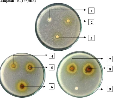 Gambar hasil uji aktivitas antibakteri fraksi n-heksan daun mindi (Melia azedarach L.) terhadap bakteri Escherichia coli 
