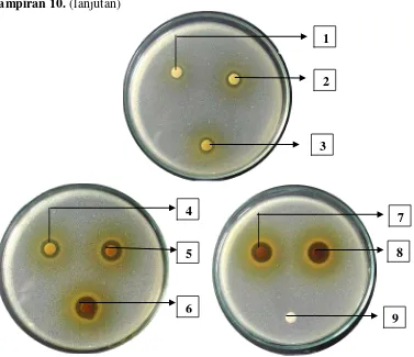 Gambar hasil uji aktivitas antibakteri fraksi etilasetat daun mindi (Melia azedarach L.) terhadap bakteri Escherichia coli 