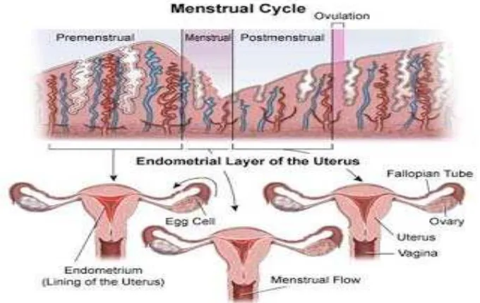 Gambar 2.2 Lapisan Rahim Saat Menstruasi (Haid) 