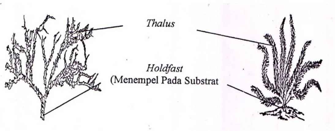 Gambar 1. Morfologi Rumput Laut (Afrianto dan Liviawati, 1993) 