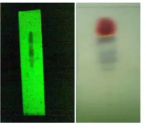 Gambar 1.  Hasil  kromatografi  lapis  tipis  minyak  atsiri  rimpang  temulawak  (Curcuma  xanthorriza Roxb.) 