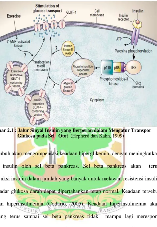 Gambar 2.1 : Jalur Sinyal Insulin yang Berperan dalam Mengatur Transpor                  Glukosa pada Sel   Otot  (Hepherd dan Kahn, 1999) 