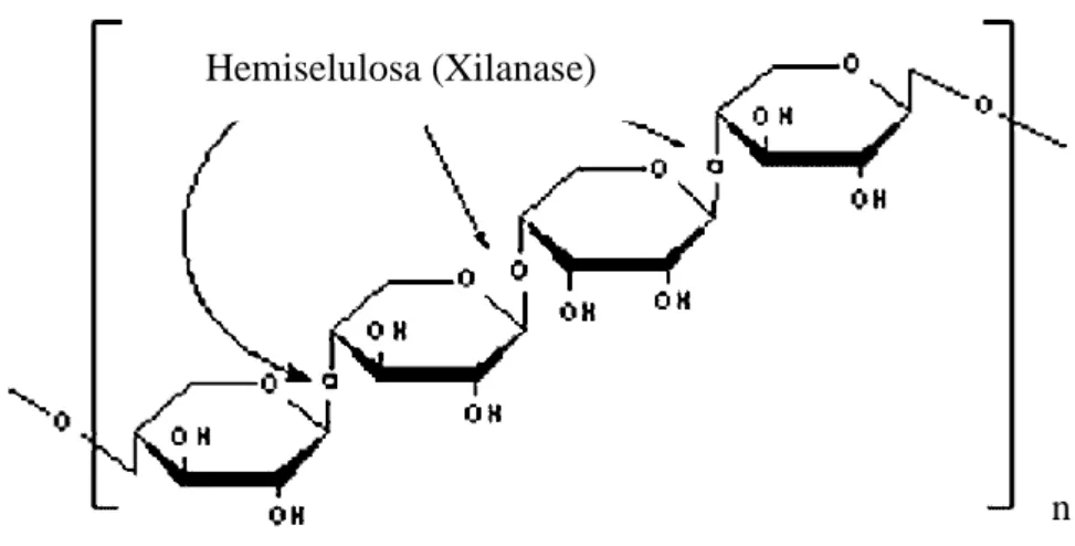 Gambar 3.  Struktur kimia hemiselulosa  Sumber : Maccuish,  2009 