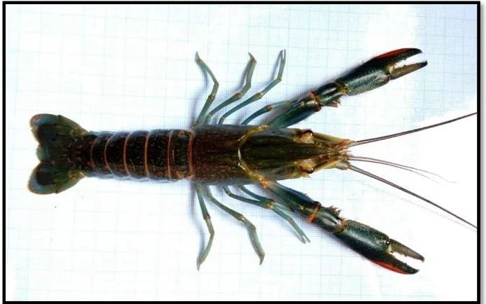 Gambar 1.  Morfologi lobster air tawar (Cherax quadricarinatus) 