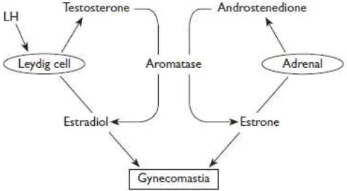 Gambar 1. Patogenesis ginekomastia dan peran aromatase4 