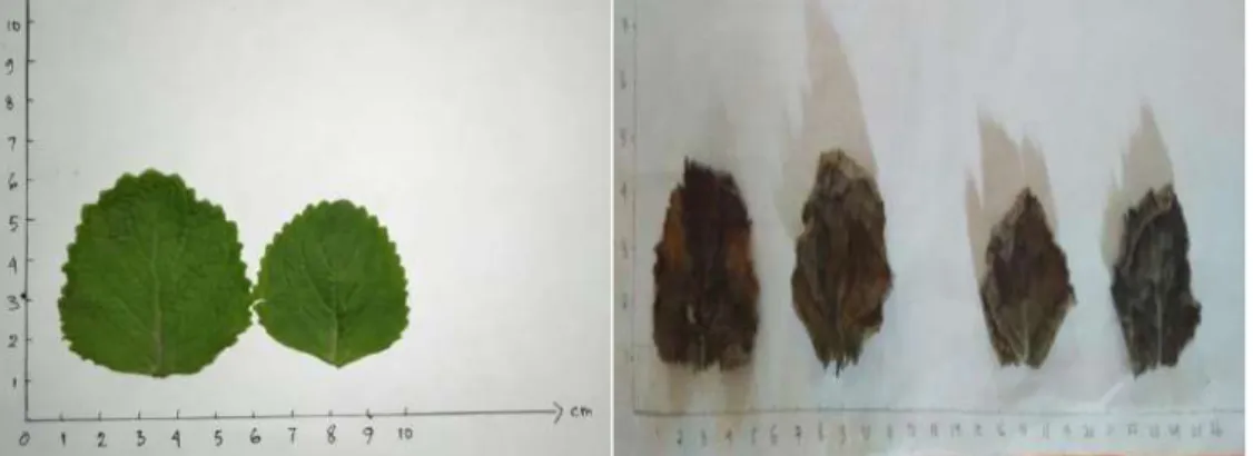 Gambar 4.1 Pemeriksaan makroskopik sampel tanaman dan simplisia daun  bangun-bangun 