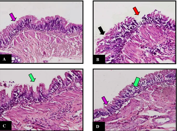 Gambar 1. Histopatologi epitel bronkus tikus (Rattus norvegicus) dengan pewarnaan Hematoksilin- Hematoksilin-Eosin (HE) pada perbesaran 400 kali
