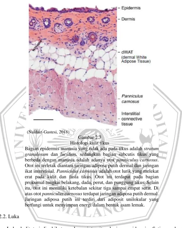 Gambar 2.3  Histologi kulit tikus 