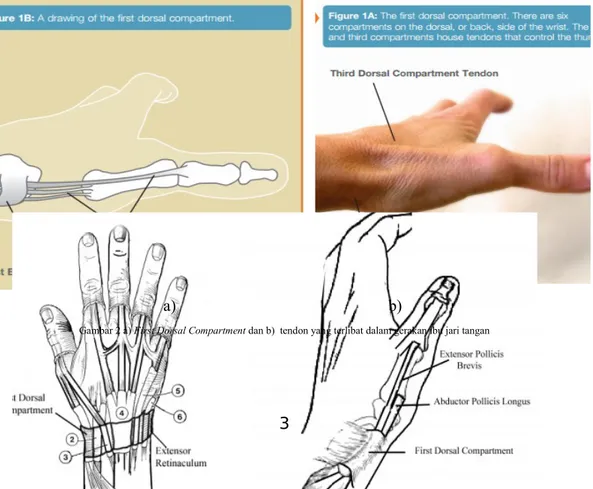 Gambar 2 a) First Dorsal Compartment dan b)  tendon yang terlibat dalam gerakan ibu jari tangan