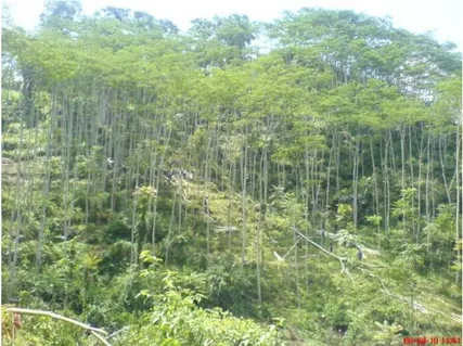 Gambar 2  Kondisi hutan rakyat di Desa Mekarjaya. 