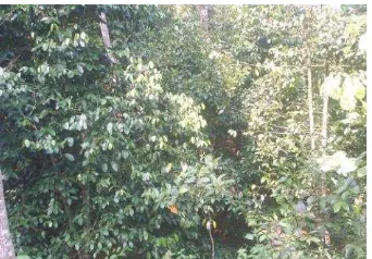 Gambar 5 Kebun manggis di Kabupaten Bogor. 