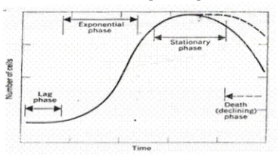 Gambar 5 Kurva pertumbuhan bakteri                 terhadap  waktu 