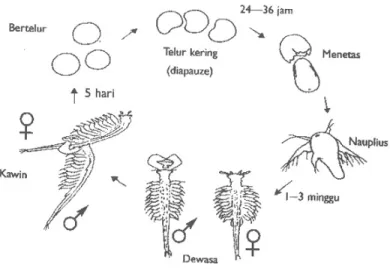 Gambar 2. Tahap Penetasan Artemia salina (Mudjiman, 2000)  Artemia yang baru menetas disebut dengan nauplius